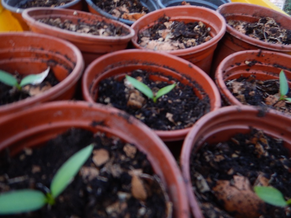 small seedlings in pots